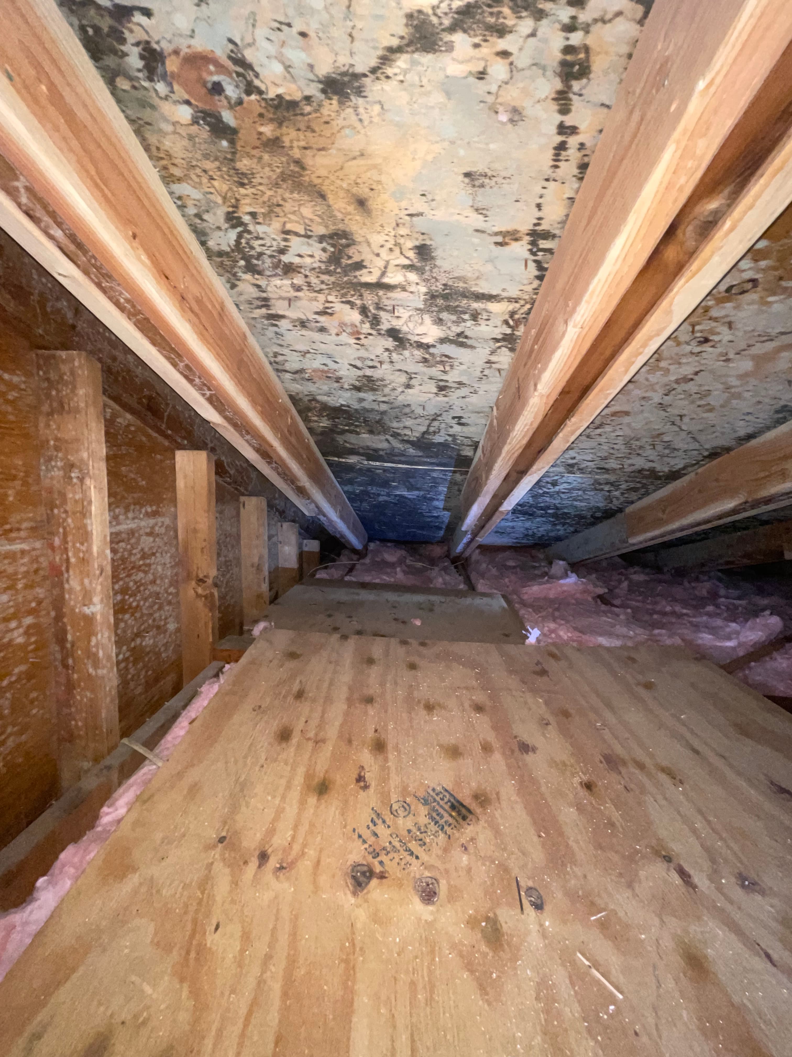 Mold remediation in progress — containment and antimicrobial treatment, Long Island NY
