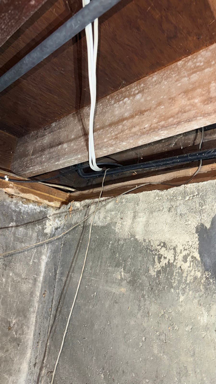 Dark mold growth on basement ceiling joists and framing before treatment — Long Island NY